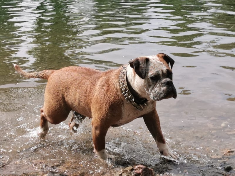 Old English Bulldog