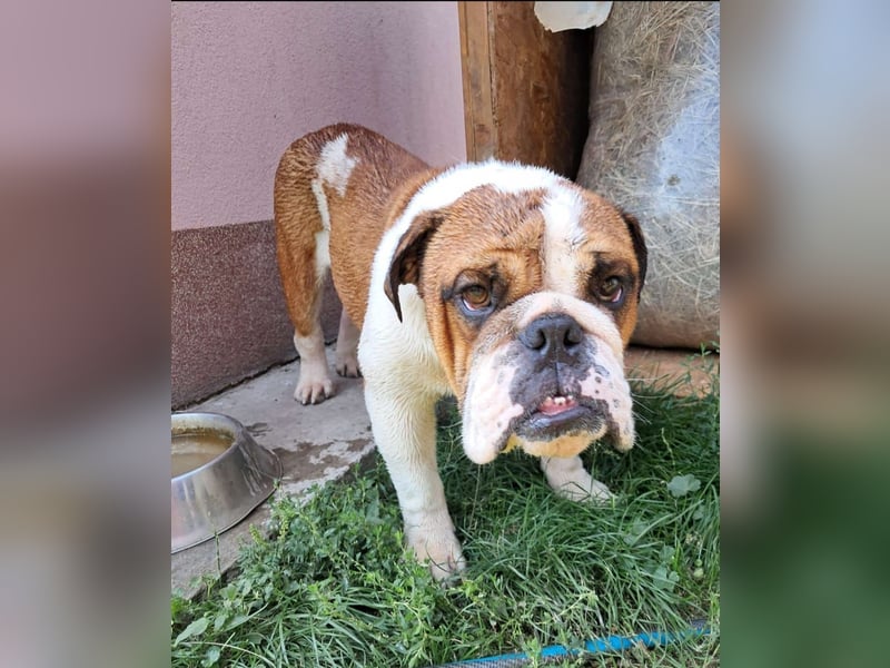 Orlando, gemütlicher Englische Bulldogge geb. 2025