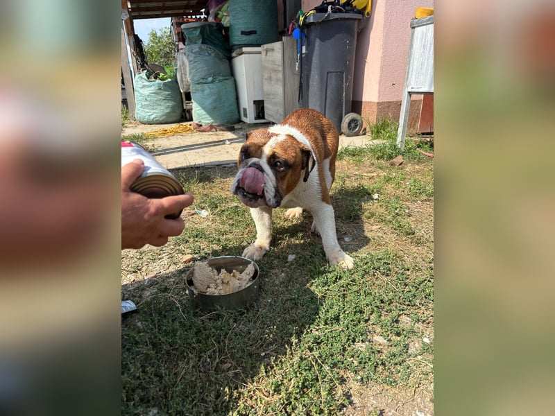 Orlando, gemütlicher Englische Bulldogge geb. 2025