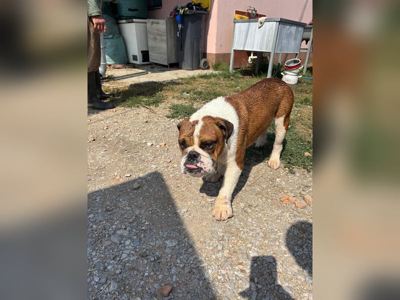 Orlando, gemütlicher Englische Bulldogge geb. 2025