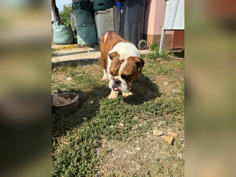 Orlando, gemütlicher Englische Bulldogge geb. 2025