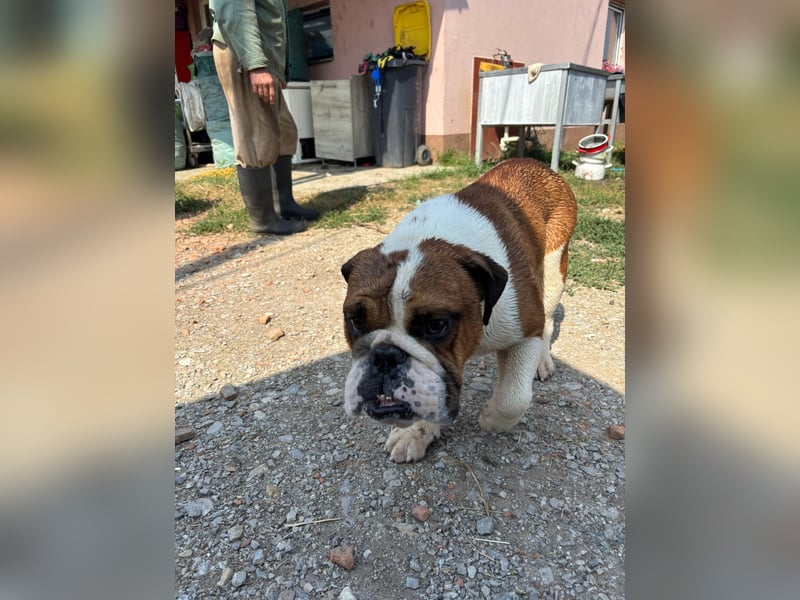 Orlando, gemütlicher Englische Bulldogge geb. 2025