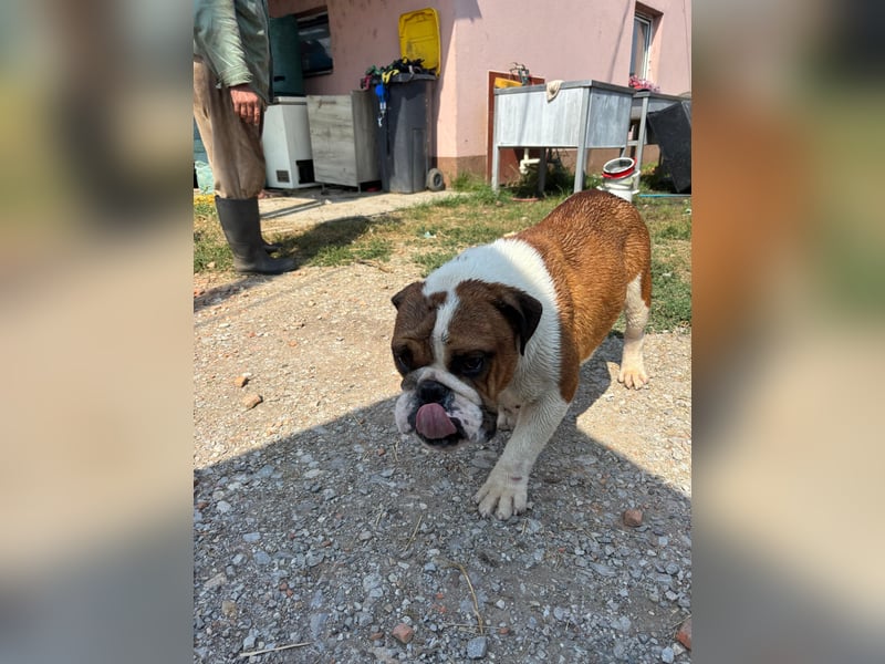 Orlando, gemütlicher Englische Bulldogge geb. 2025