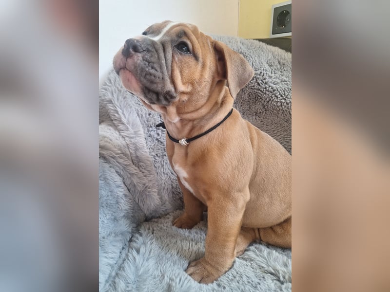 Old English Bulldog Rüde mit Ahnentafel