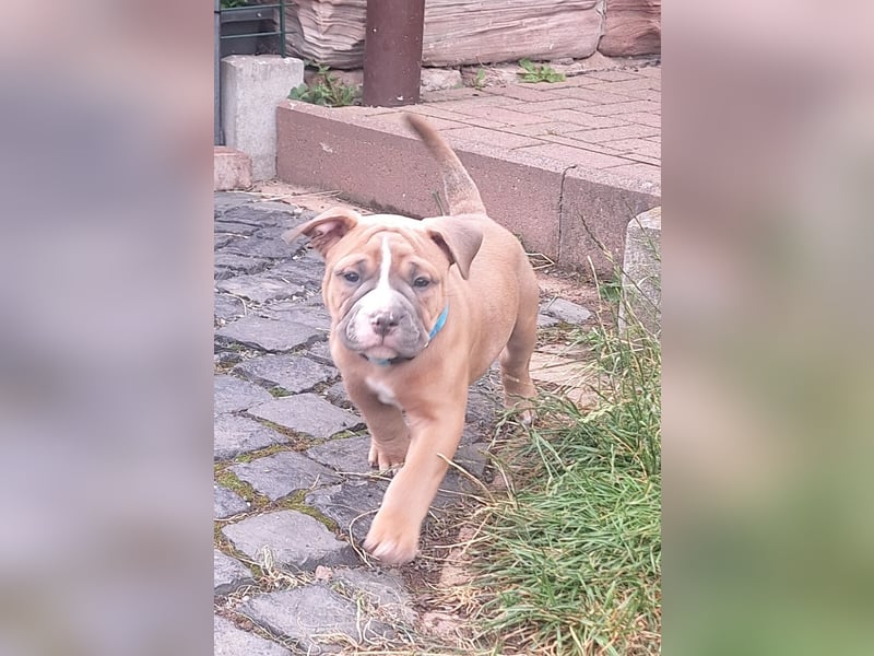 Old English Bulldog Rüde mit Ahnentafel