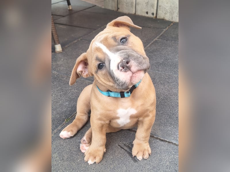 Old English Bulldog Rüde mit Ahnentafel
