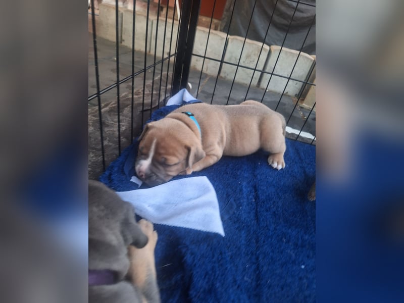 Old English Bulldog Welpen mit Ahnentafel