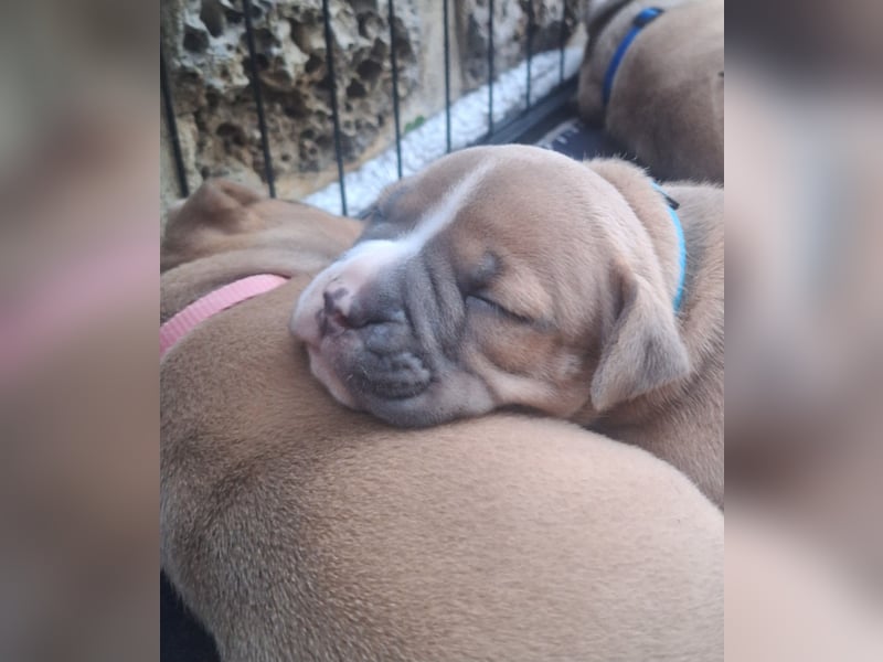 Old English Bulldog Welpen mit Ahnentafel