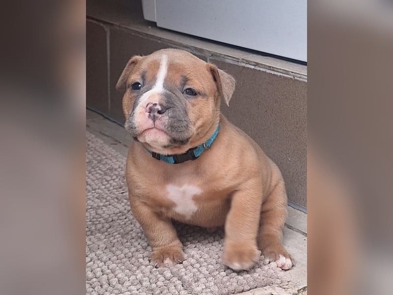 Old English Bulldog Welpen mit Ahnentafel