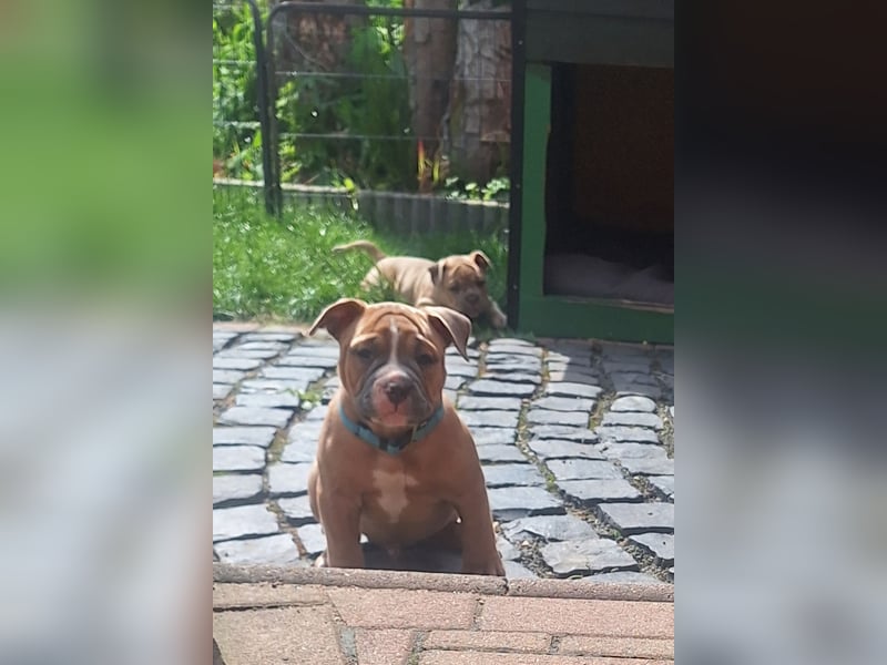 Old English Bulldog Rüde mit Ahnentafel