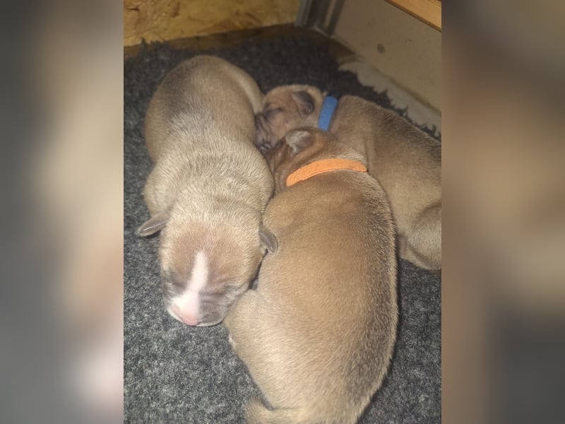 Old English Bulldog Welpen mit Ahnentafel