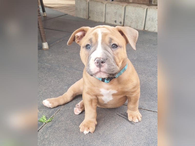Old English Bulldog Rüde mit Ahnentafel