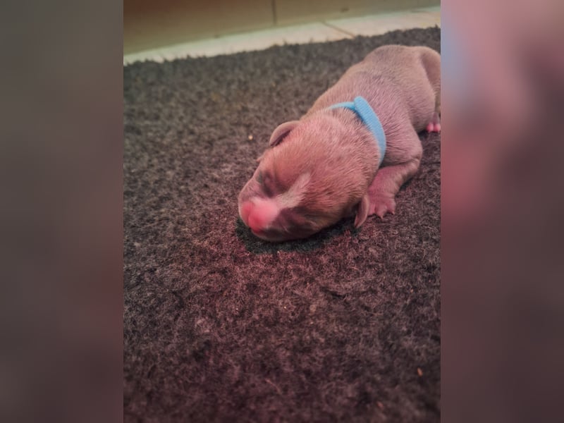 Old English Bulldog Welpen mit Ahnentafel