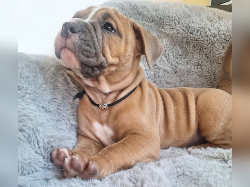 Old English Bulldog Rüde mit Ahnentafel