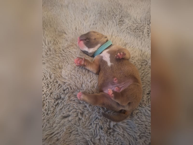 Old English Bulldog Welpen mit Ahnentafel