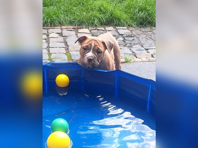 Old English Bulldog Rüde mit Ahnentafel