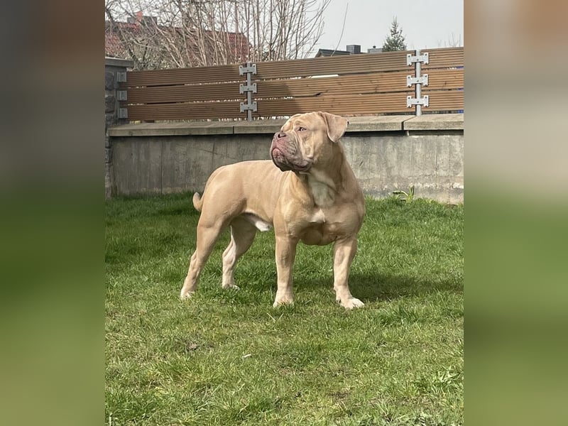 OEB OLD ENGLISH BULLDOG DECKRÜDE