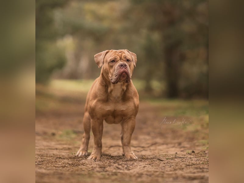 OEB OLD ENGLISH BULLDOG DECKRÜDE