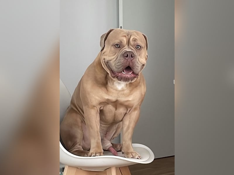OEB OLD ENGLISH BULLDOG DECKRÜDE