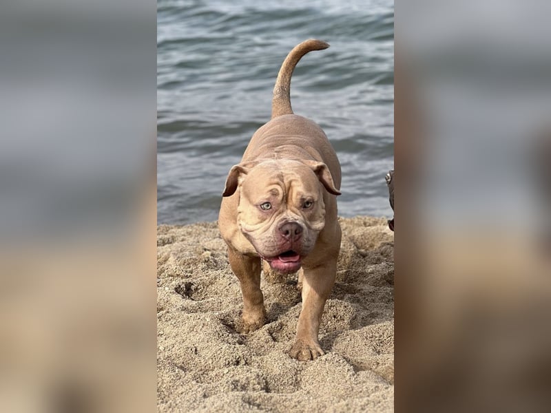 OEB OLD ENGLISH BULLDOG DECKRÜDE