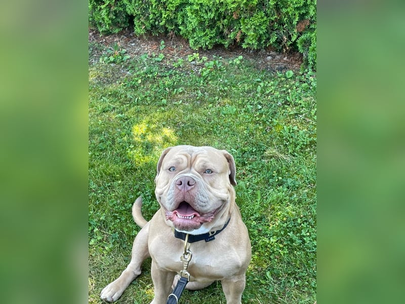 OEB OLD ENGLISH BULLDOG DECKRÜDE