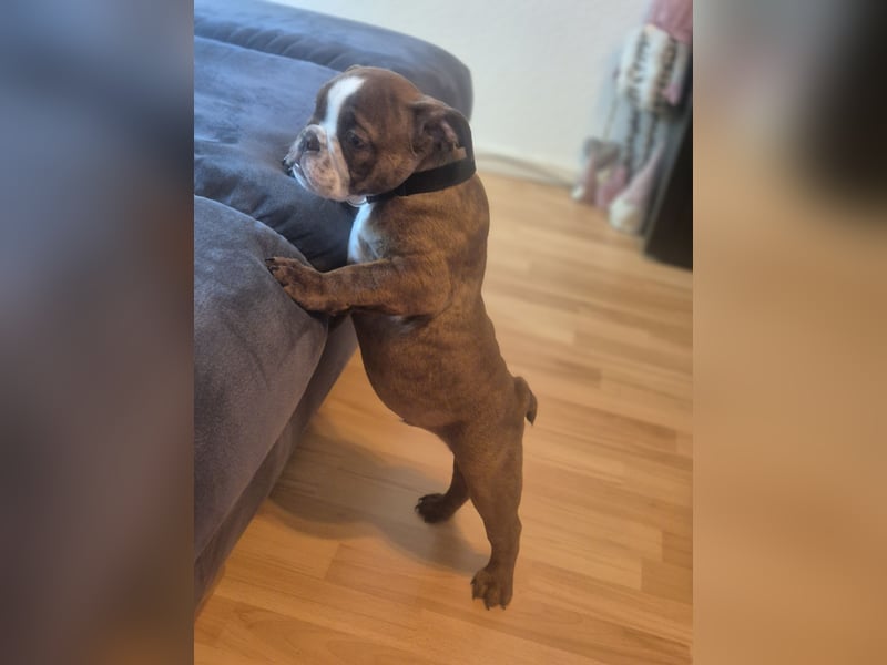 Old English Bulldogge