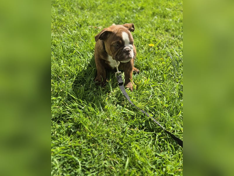 Old English Bulldogge