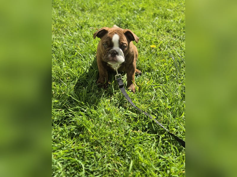 Old English Bulldogge