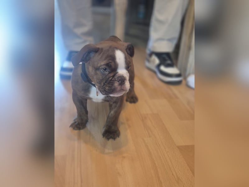 Old English Bulldogge