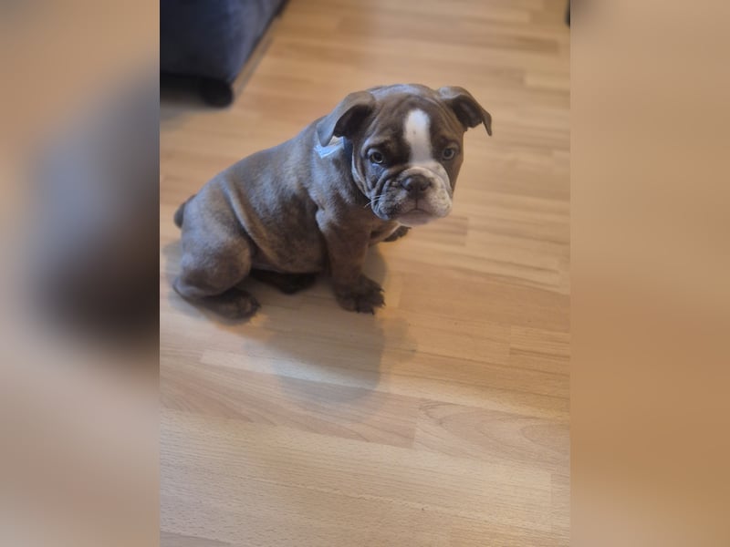 Old English Bulldogge