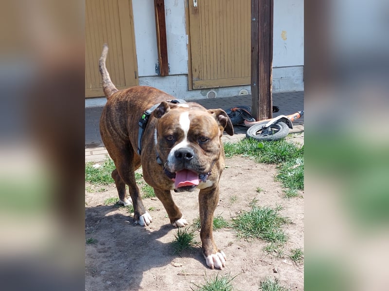 Charlie – treuer Bulldog sucht liebevolles Zuhause mit Garten