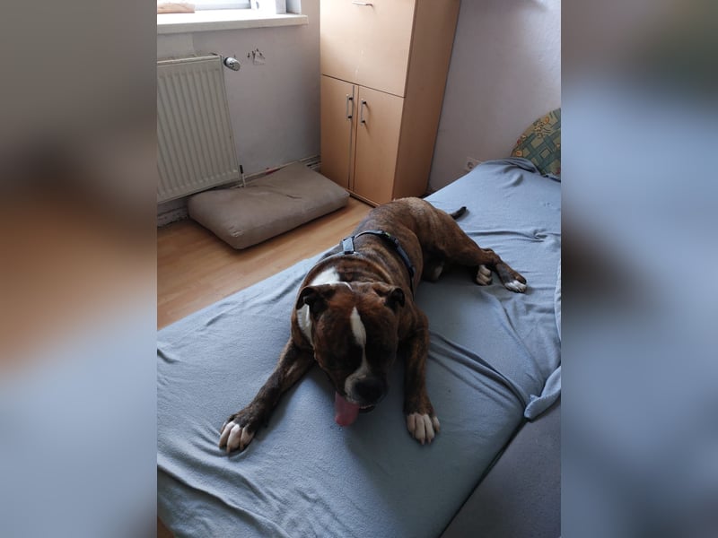 Charlie – treuer Bulldog sucht liebevolles Zuhause mit Garten