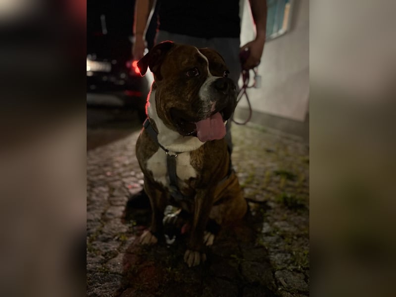 Charlie – treuer Bulldog sucht liebevolles Zuhause mit Garten