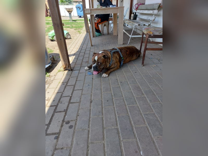Charlie – treuer Bulldog sucht liebevolles Zuhause mit Garten