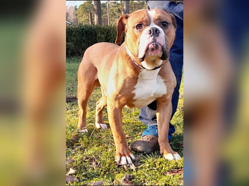 Old English Bulldog, OEB, Welpe abgabebereit, Rüde