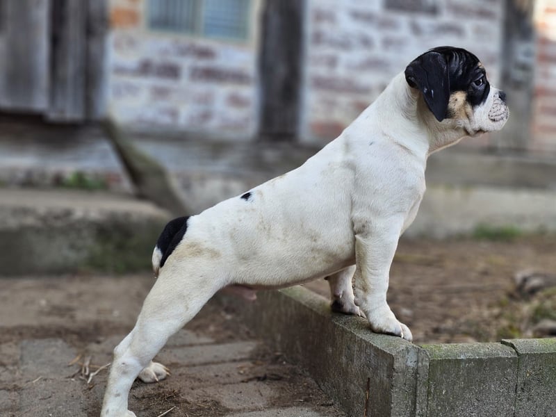 Old English Bulldog, OEB, Welpe abgabebereit, Rüde