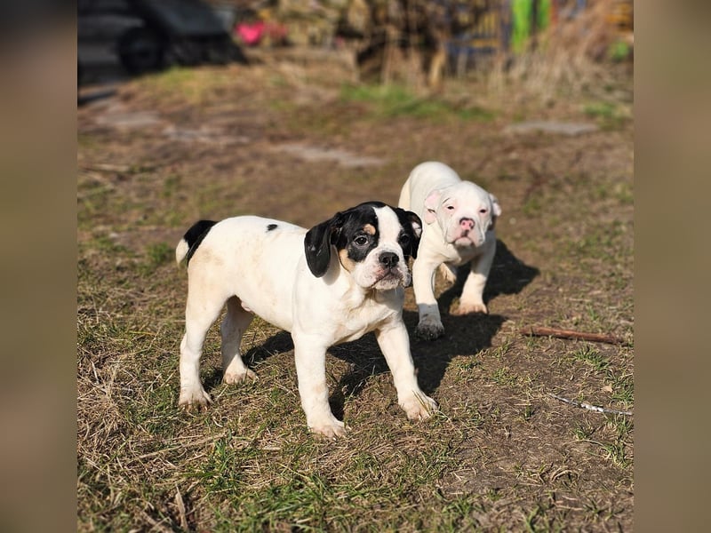 Old English Bulldog, OEB, Welpe abgabebereit, Rüde