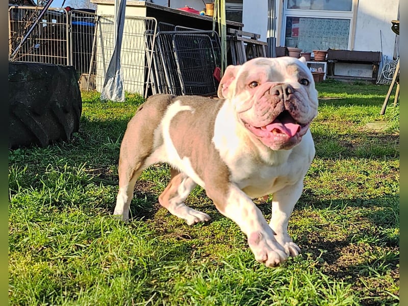 Old English Bulldog, OEB, Welpe abgabebereit, Rüde