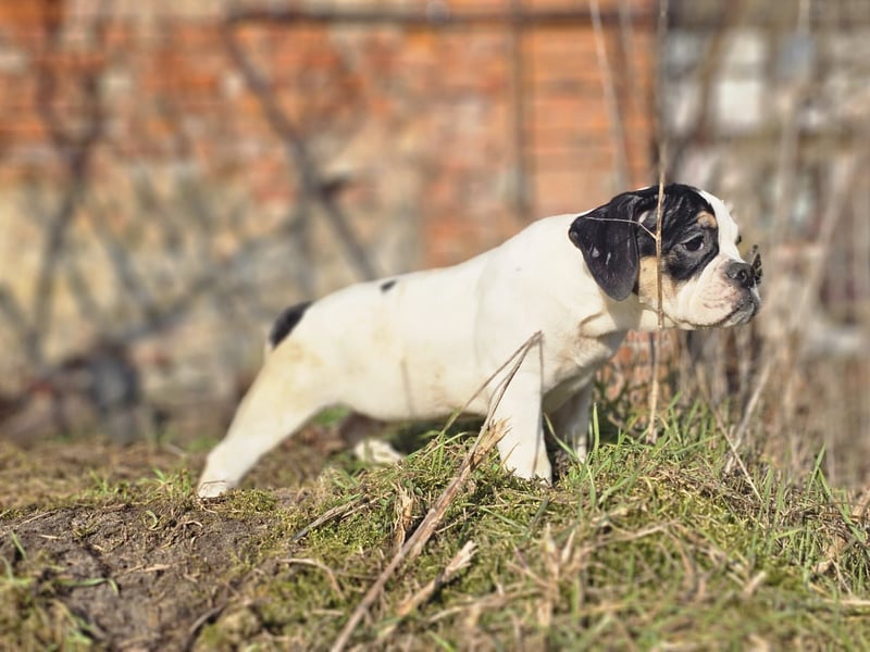Old English Bulldog, OEB, Welpe abgabebereit, Rüde