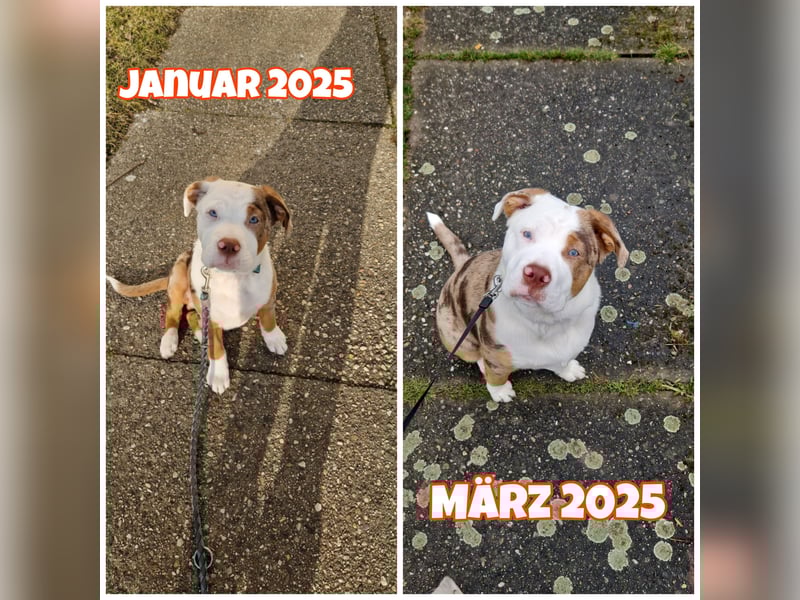 Wundervoller Junghund sucht liebevolles Zuhause
