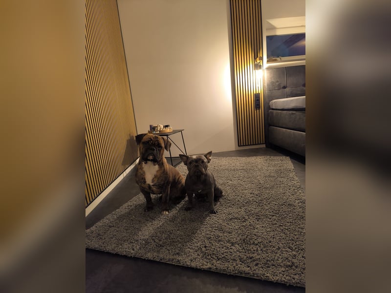 Wundervolle Bulldoggen-Welpen suchen ihr Für-Immer-Zuhause!