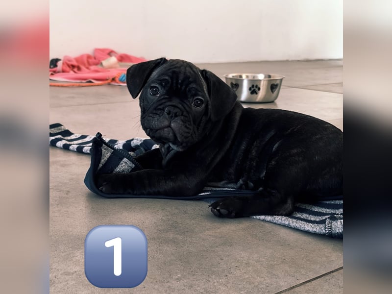 Wundervolle Bulldoggen-Welpen suchen ihr Für-Immer-Zuhause!