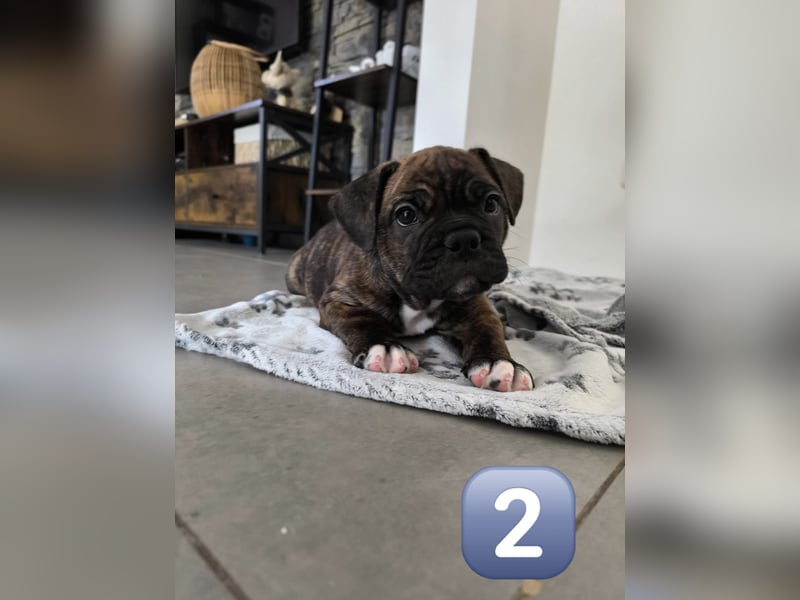 Wundervolle Bulldoggen-Welpen suchen ihr Für-Immer-Zuhause!