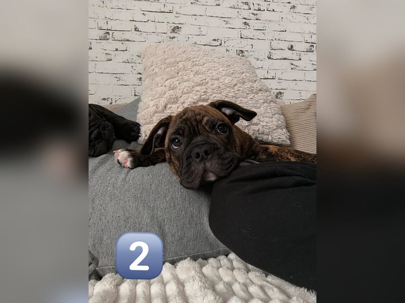 Wundervolle Bulldoggen-Welpen suchen ihr Für-Immer-Zuhause!