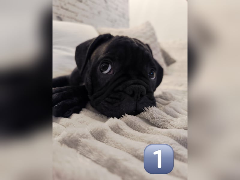 Wundervolle Bulldoggen-Welpen suchen ihr Für-Immer-Zuhause!