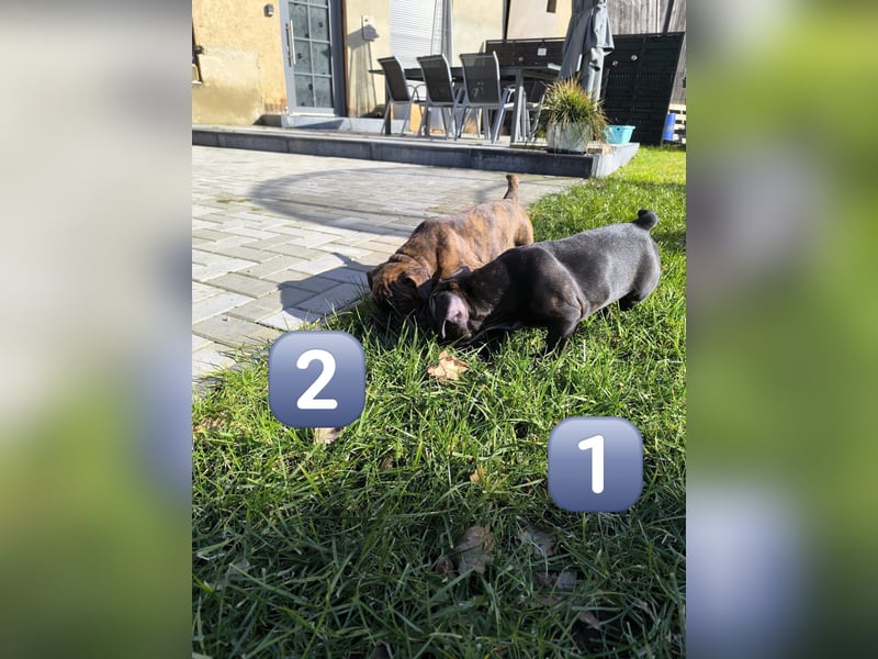 Wundervolle Bulldoggen-Welpen suchen ihr Für-Immer-Zuhause!