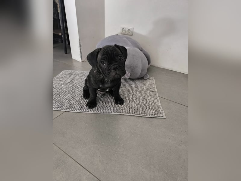 Wundervolle Bulldoggen-Welpen suchen ihr Für-Immer-Zuhause!