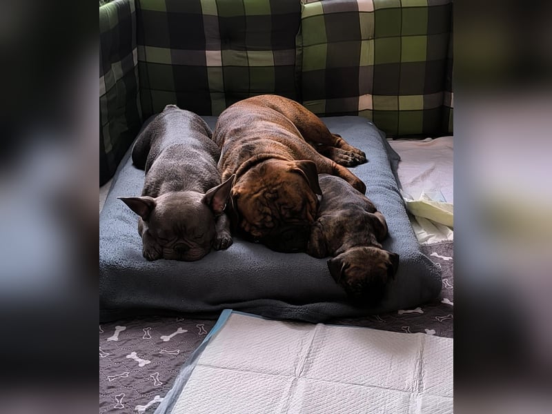 Wundervolle Bulldoggen-Welpen suchen ihr Für-Immer-Zuhause!