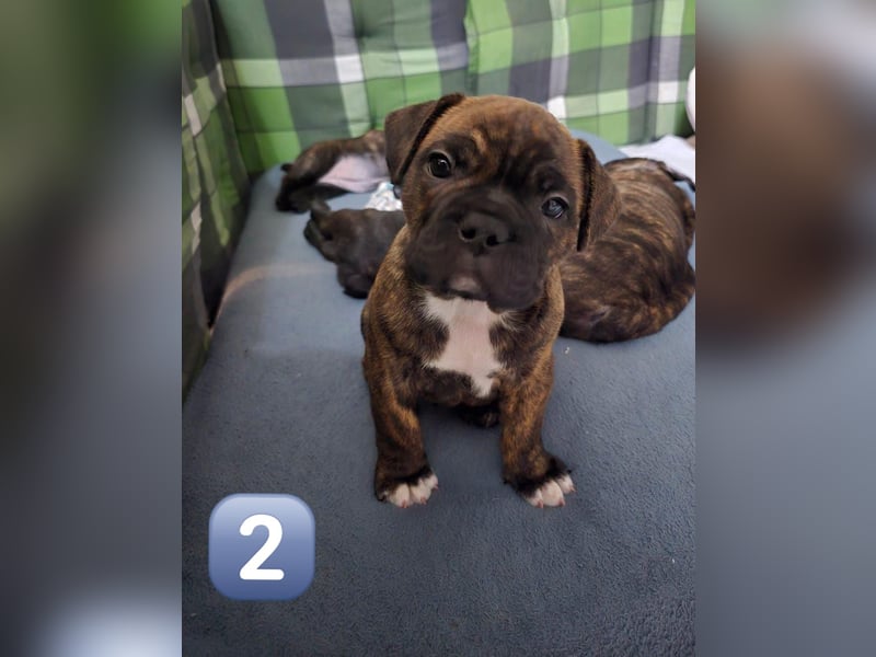 Wundervolle Bulldoggen-Welpen suchen ihr Für-Immer-Zuhause!