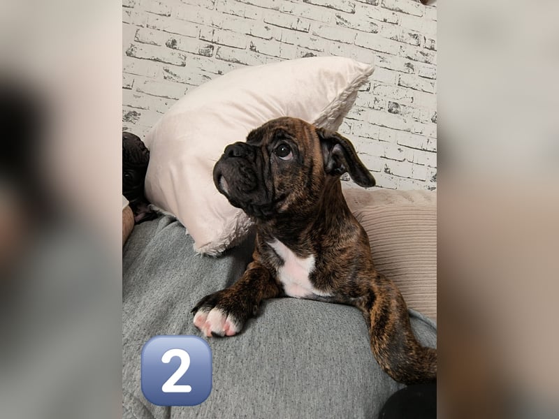 Wundervolle Bulldoggen-Welpen suchen ihr Für-Immer-Zuhause!